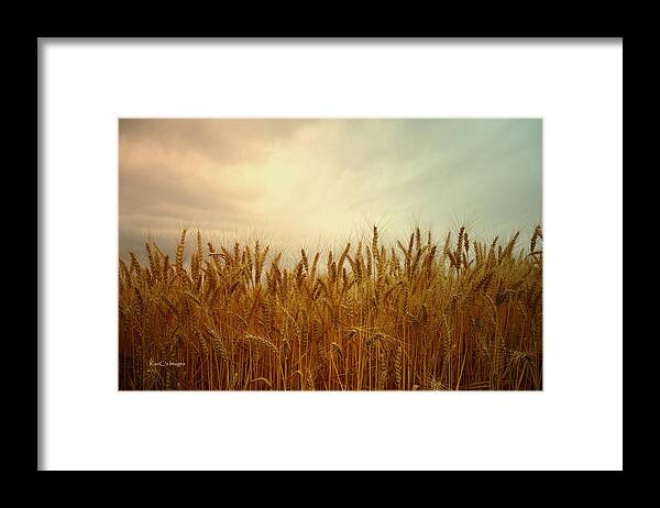Wheat Framed Print featuring the photograph Golden Wheat by Kae Cheatham