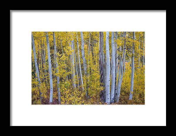 Aspen Framed Print featuring the photograph Golden Wilderness by James BO Insogna