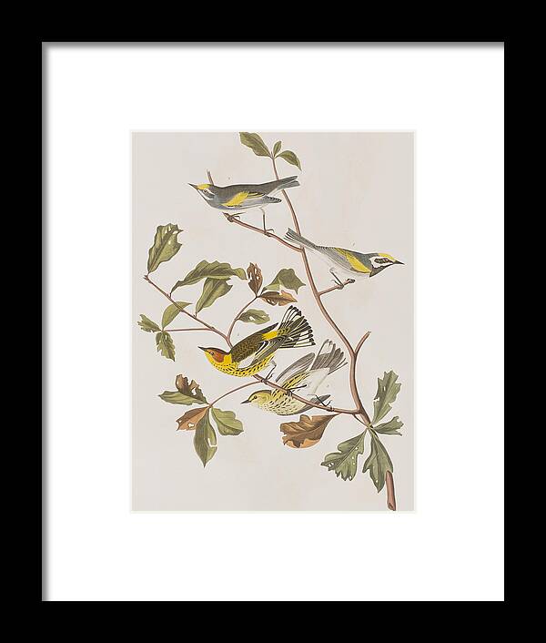 Warbler Framed Print featuring the painting Golden winged Warbler or Cape May Warbler by John James Audubon