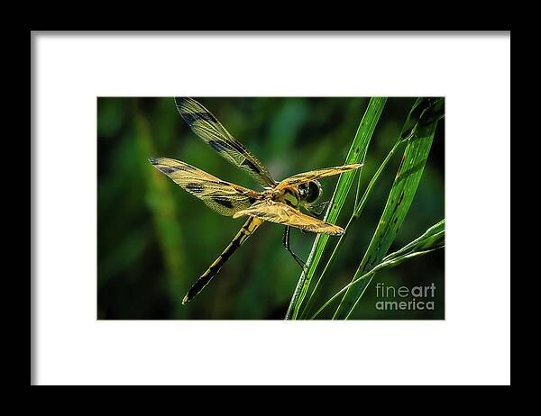 Dragonfly Framed Print featuring the photograph Golden Wings by JB Thomas