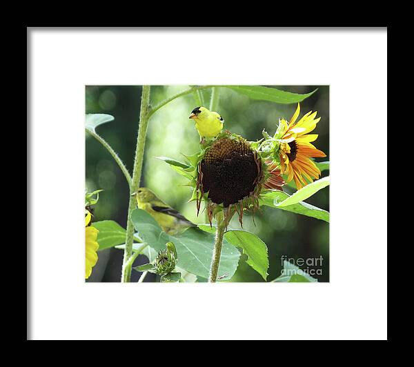 Garden Framed Print featuring the photograph Goldfinch 36 by Lizi Beard-Ward