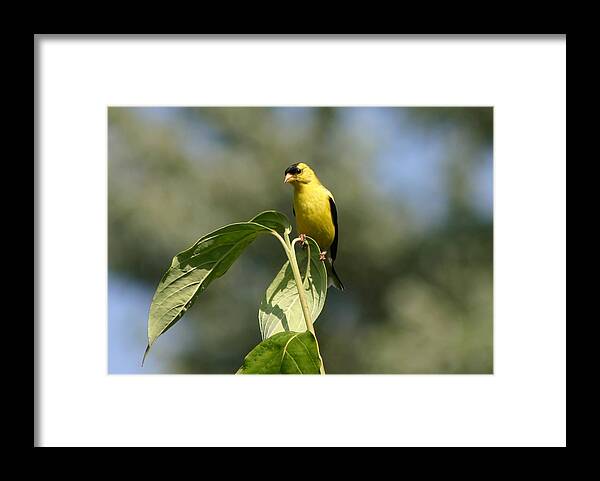 Goldfinch Framed Print featuring the photograph Goldfinch Atop Dogwood by Robert E Alter Reflections of Infinity
