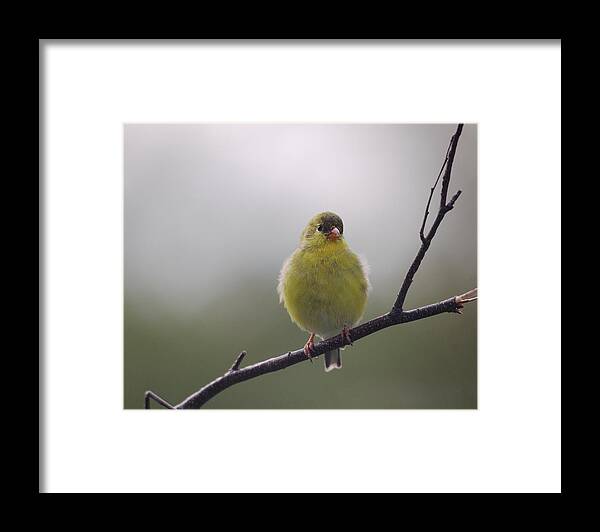 Birds Framed Print featuring the photograph Goldfinch Puffball by Sue Capuano