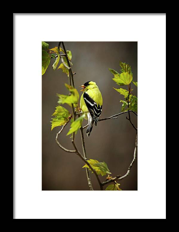 Bird Framed Print featuring the photograph Goldfinch Suspended In Song by Christina Rollo