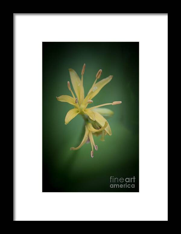 Goldthread Framed Print featuring the photograph Goldthread by Grace Grogan