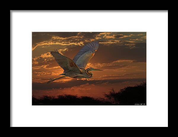 Goliath Heron Framed Print featuring the digital art Goliath Heron At Sunset by Larry Linton
