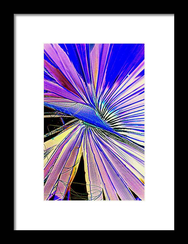 Palms Framed Print featuring the photograph Gone Gone Forever by Antonia Citrino