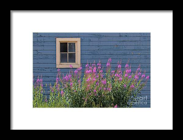Fireweed Framed Print featuring the photograph Gone Missing by Jim Garrison