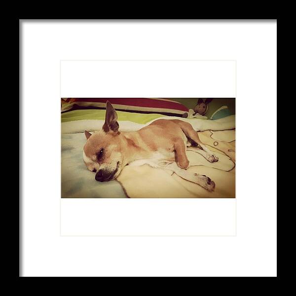 Petstagram Framed Print featuring the photograph Good Morning, Buenos Días, Bon Día by Chihuahua Petit