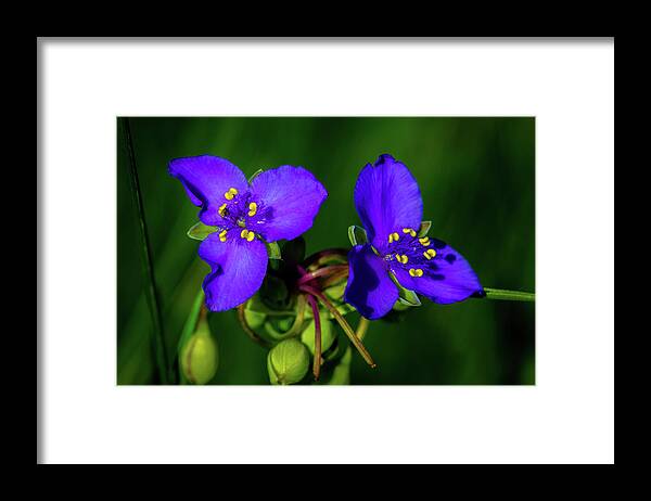 Flower Framed Print featuring the photograph Good Morning Goodbye by Jeff Phillippi