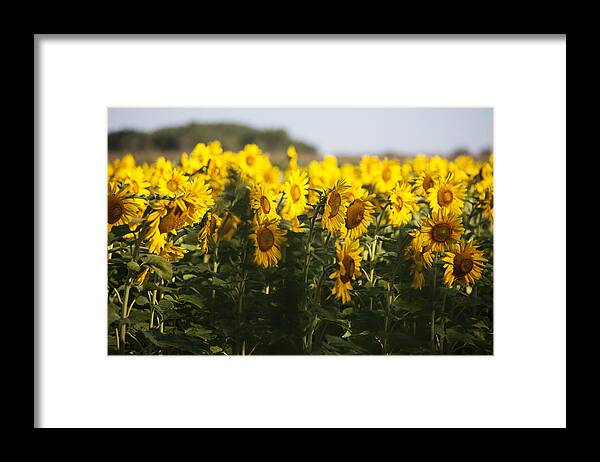 Sunflowers Framed Print featuring the photograph Good Morning Sunshine by Lori Knisely