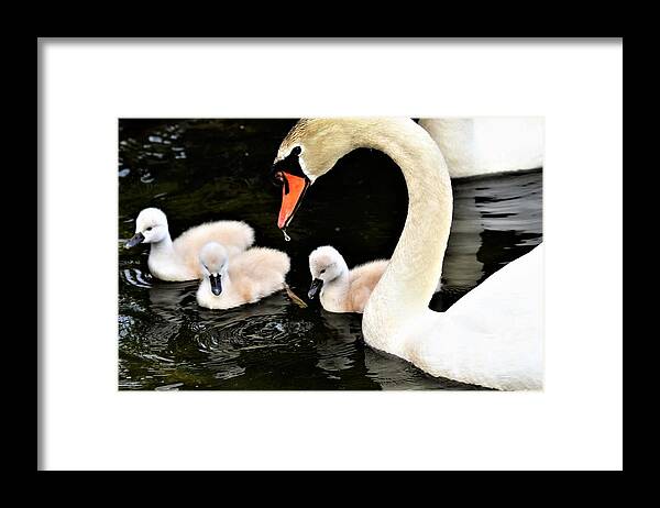 Swans Framed Print featuring the photograph Good parenting by Chuck Brown