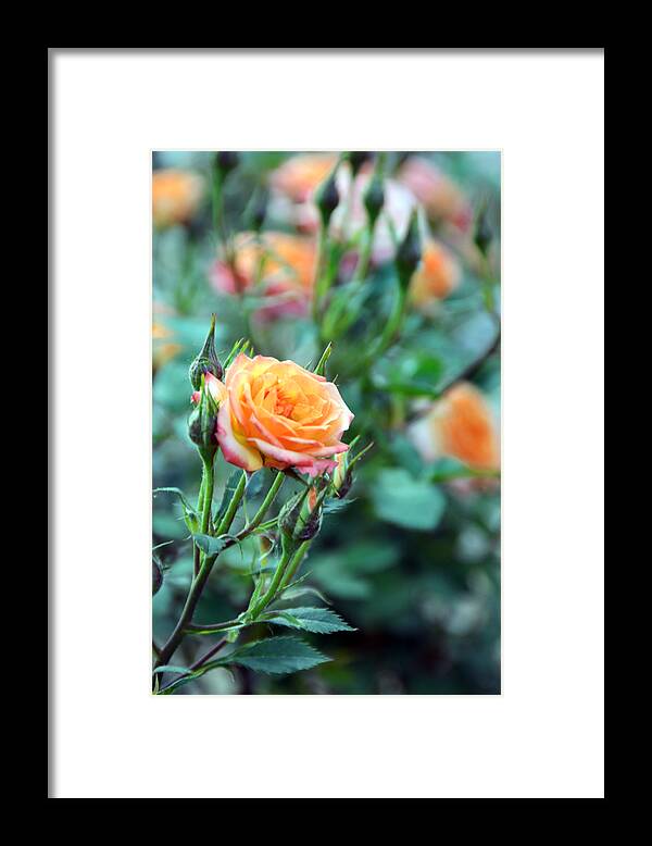 Small Framed Print featuring the photograph Good Things Come In Small Packages by Angelina Tamez