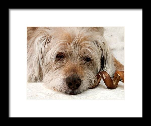 Good Dog Framed Print featuring the photograph Goodbye Old Friend by Laura Wong-Rose