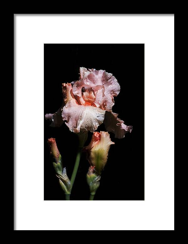 Agriculture Framed Print featuring the photograph Goodnight Kiss Iris by John Trax