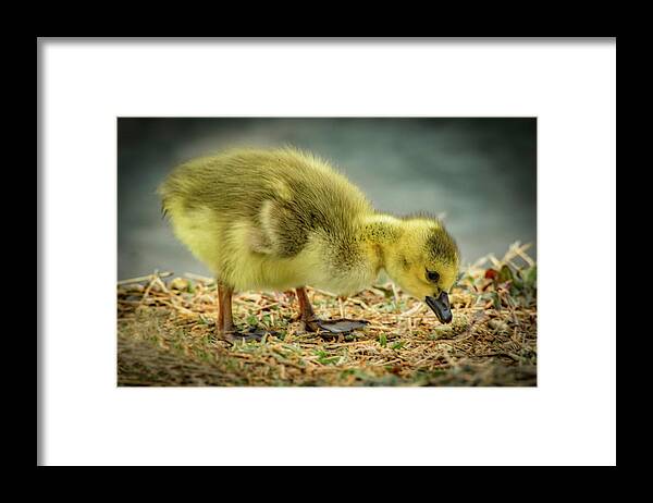 Goose Framed Print featuring the photograph Goose Baby by Ray Congrove
