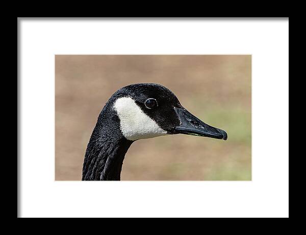 Bird Framed Print featuring the photograph Goose Eye by Douglas Killourie
