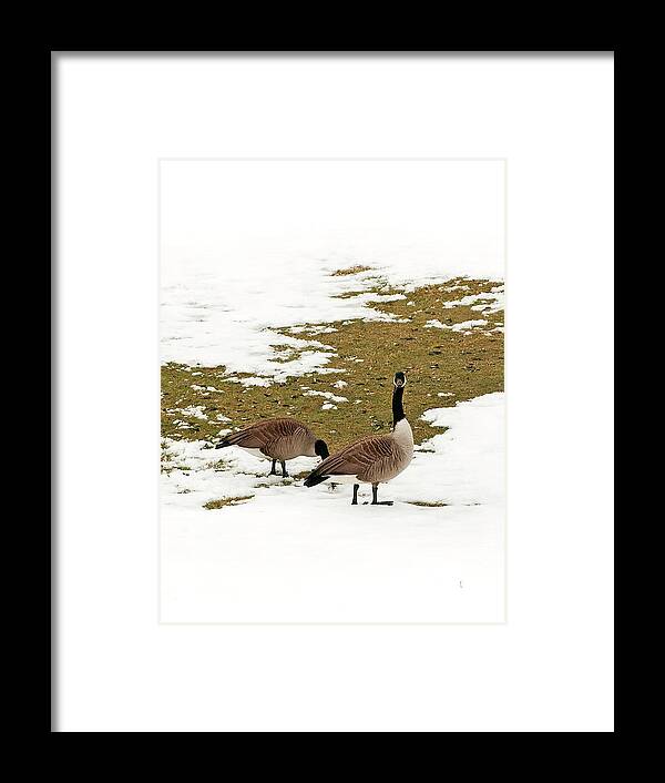 Goose Framed Print featuring the photograph Goose Gathering by Mandy Wiltse