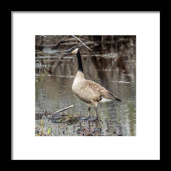 Two Geese Framed Print featuring the photograph Goose Posing by Paul Freidlund