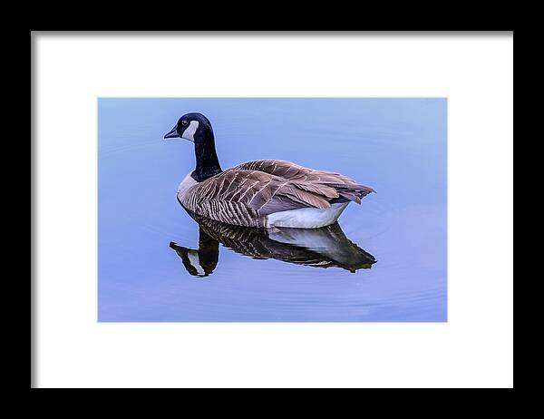 Goose Framed Print featuring the photograph Goose Reflection by Jerry Cahill