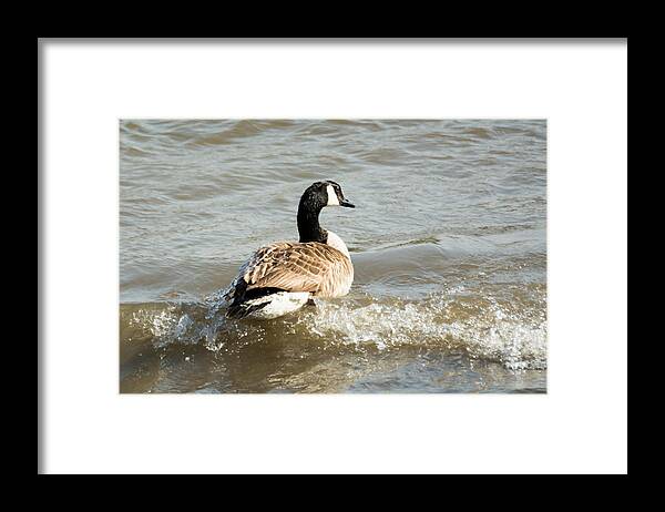 Goose Framed Print featuring the photograph Goose Rides A Wave by Holden The Moment