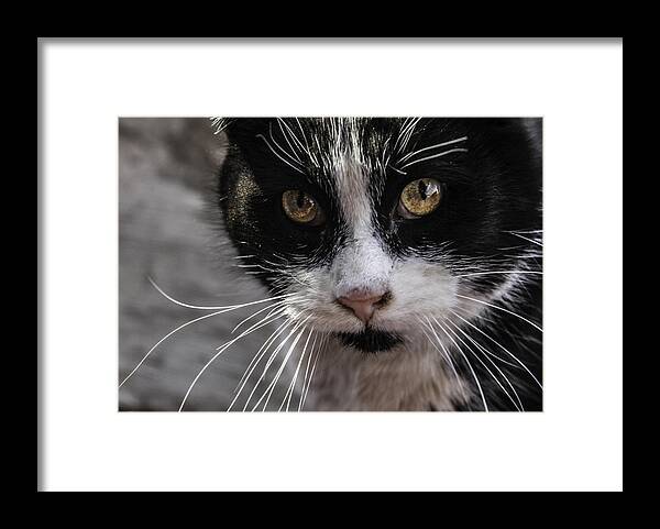 Cats Framed Print featuring the photograph Gorgeous close up by Sandra Dalton