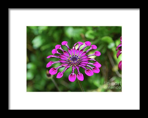Tropical-flower Framed Print featuring the photograph Gorgeous Flowering Tropical Flower in a Garden by DejaVu Designs
