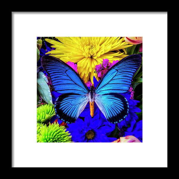 Daisy Framed Print featuring the photograph Gorgeous Large blue Butterfly by Garry Gay