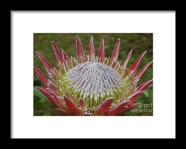 Protea Framed Print featuring the photograph Gorgeous Pink Spikey Protea Flower Blossoms in a Garden by DejaVu Designs