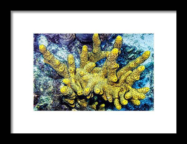 Branching Tube Sponge Framed Print featuring the photograph Gorgeous Yellow by Perla Copernik