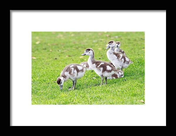 Egyptian Geese Framed Print featuring the photograph Gosling Group by Shoal Hollingsworth