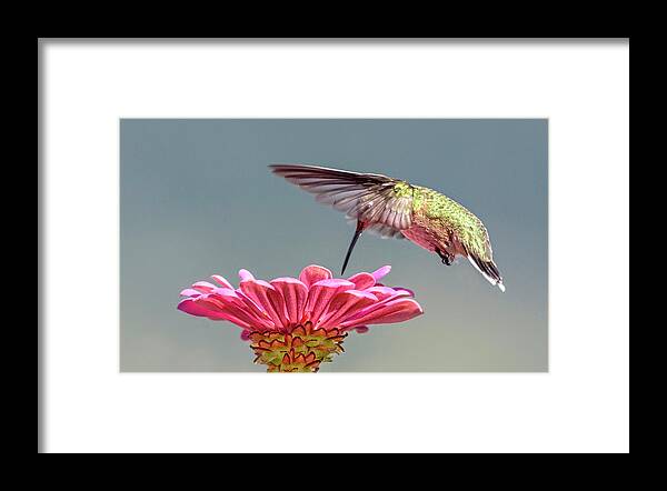 Gossamer Wings Framed Print featuring the photograph Gossamer Wings by Wes and Dotty Weber