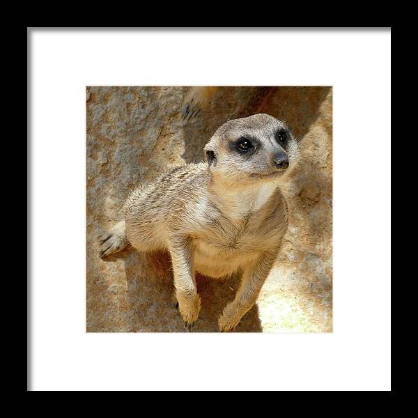 Animal Framed Print featuring the photograph Meerkat. Got any spare change gov.. by In My Click Photography