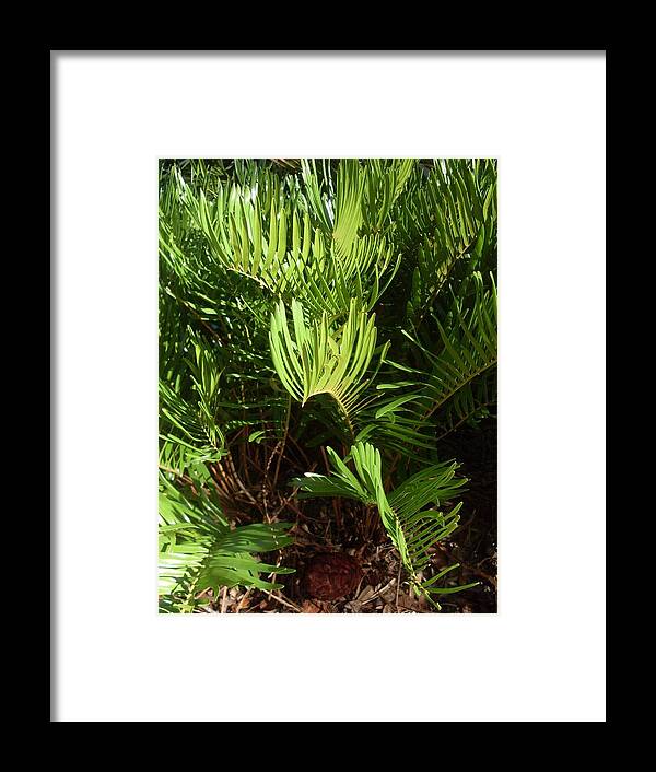 Coontie Cycad Framed Print featuring the photograph Got Coonties by Warren Thompson