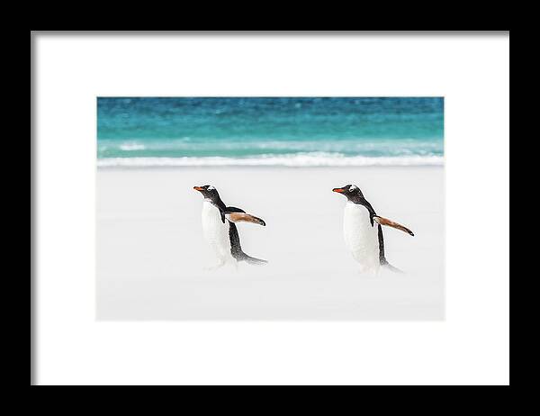 The Falklands Framed Print featuring the photograph Gentoo penguins caught in a sand storm. by Usha Peddamatham