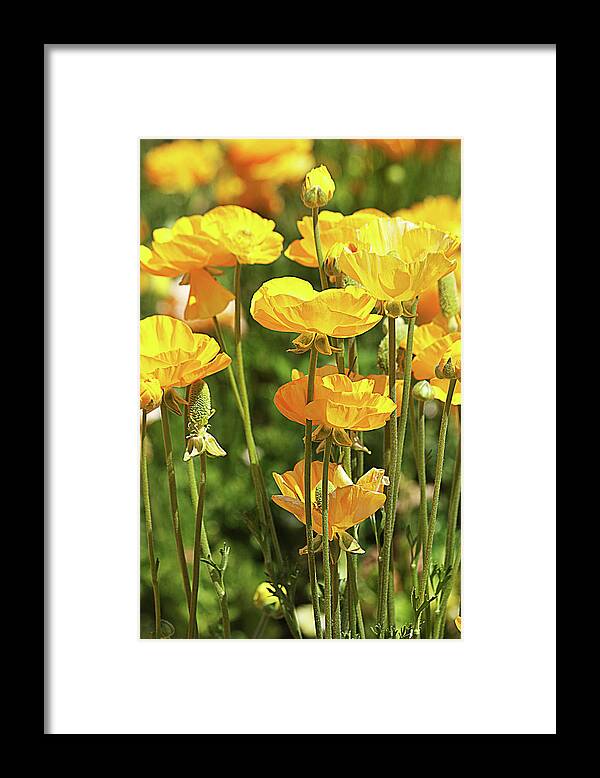 Flowers / Floral / Yellow / Garden / Springtime Framed Print featuring the photograph Gotta Love Yellow by Susan Campbell