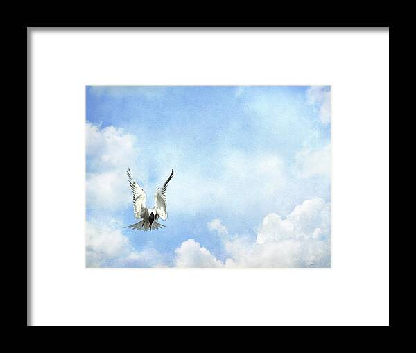 Tern Framed Print featuring the photograph Grace in Flight - The Tern by Andrea Kollo