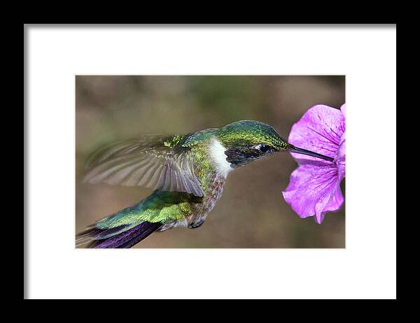 Ruby-throated Hummingbird Framed Print featuring the photograph Grace in Green and Purple by Leda Robertson