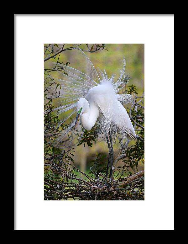 Carol R Montoya Framed Print featuring the photograph Grace In Nature by Carol Montoya
