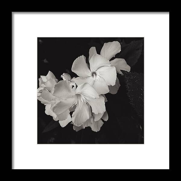 Flower Framed Print featuring the photograph Grace in White by Brad Hodges
