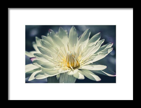 Flower Framed Print featuring the photograph Grace by Laura Roberts