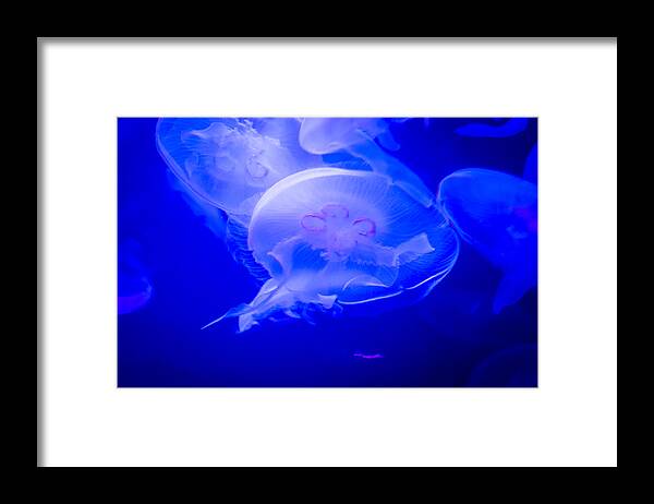 Jellyfish Framed Print featuring the photograph Graceful by Frank Mari