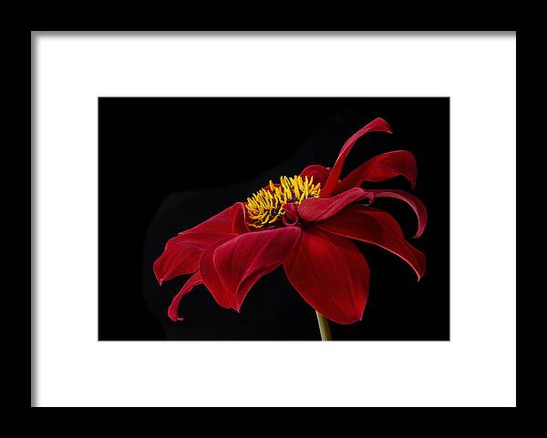 Red Framed Print featuring the photograph Graceful Red by Roman Kurywczak