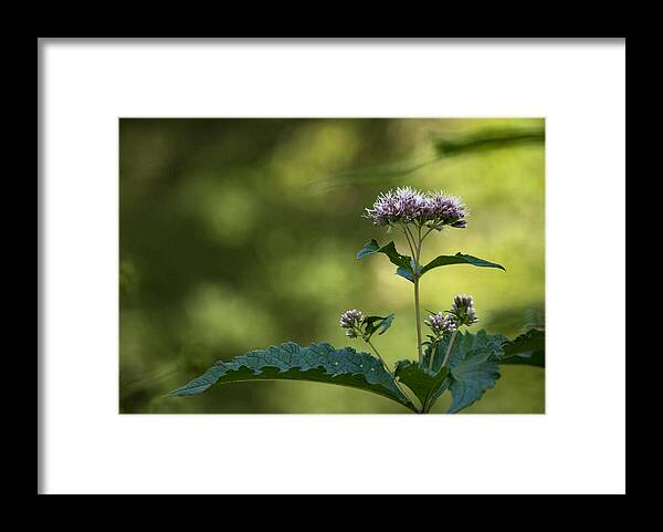 Wildflower Framed Print featuring the photograph Gracefully Wild by Elsa Santoro