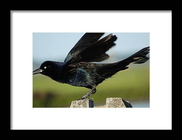 Grackle Details Framed Print featuring the photograph Grackle Details by Dark Whimsy