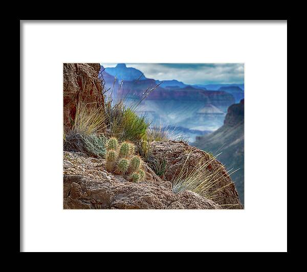 Cactus Framed Print featuring the photograph Grand Canyon Cactus by Phil Abrams