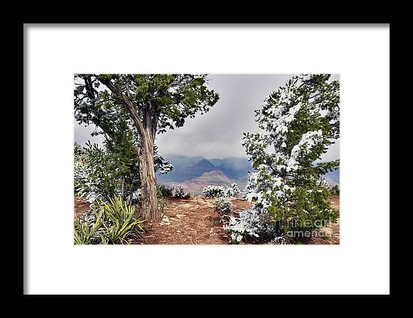 Grand Canyon Framed Print featuring the photograph Grand Canyon Through the Trees by Debby Pueschel