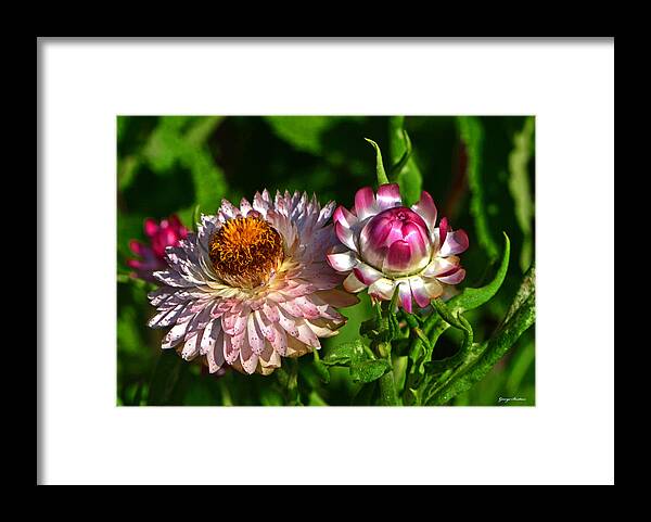 Floral Framed Print featuring the photograph Grand Opening - Before And After 001 by George Bostian
