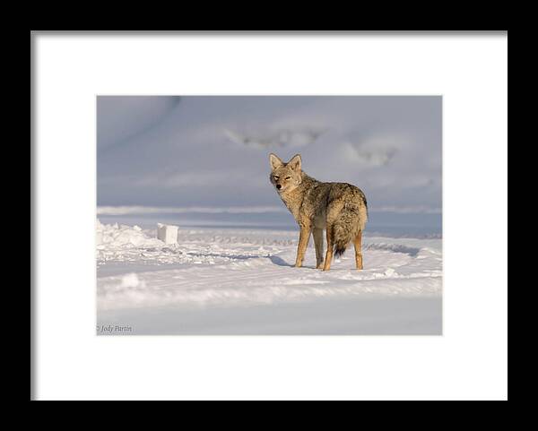 Coyote Framed Print featuring the photograph Grand Teton Coyote by Jody Partin