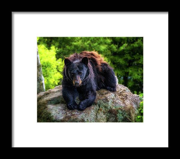 Black Bear Framed Print featuring the photograph Grandfather Mountain black bear by Steve Hurt
